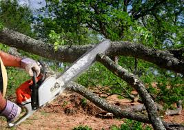 How Our Tree Care Process Works  in  Knightsen, CA