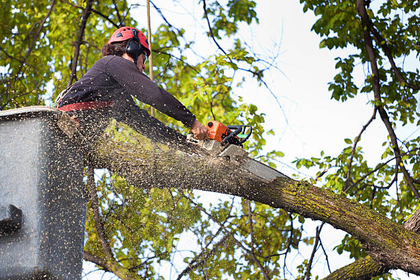 Best Tree Health Inspection  in Knightsen, CA